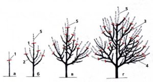 Формування розріджено-ярусної крони плодового дерева