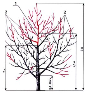 Формування дерева старше 3-х років з розріджено-ярусною кроною